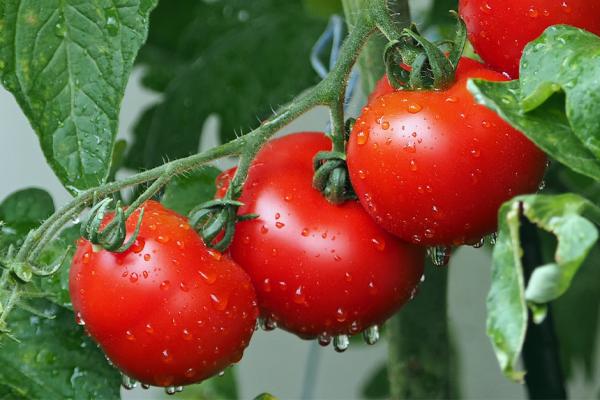 The Top 5 Tomatoes to Grow this Season McDonald Garden Center