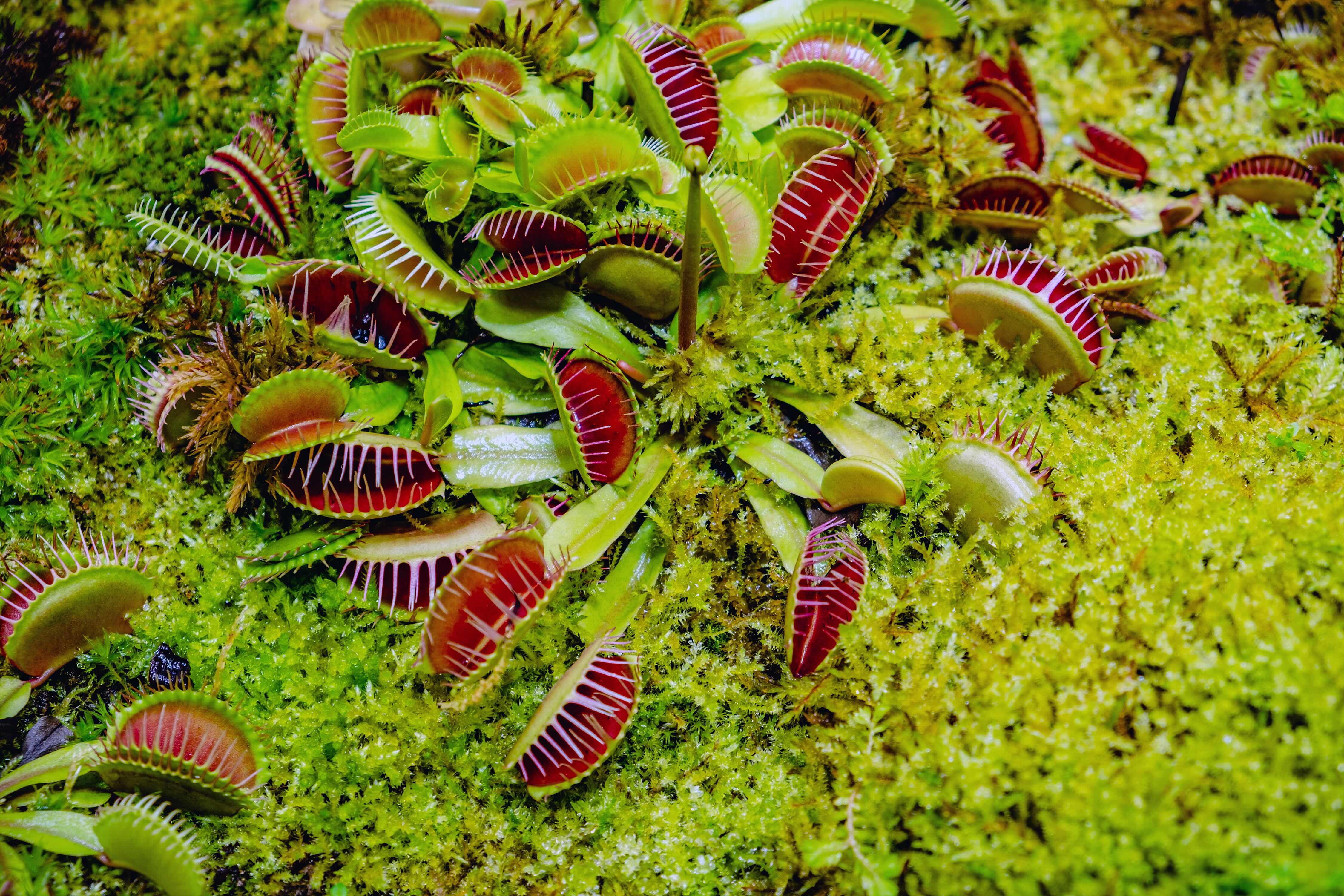 Venus Fly Trap 2