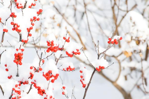 Cold Weather Checklist, McDonald Garden Center