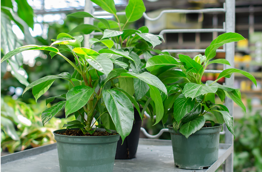 Houseplants, McDonald Garden Center