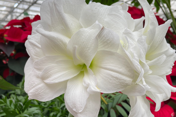 Holly Jolly Holiday Bulbs, McDonald Garden Center