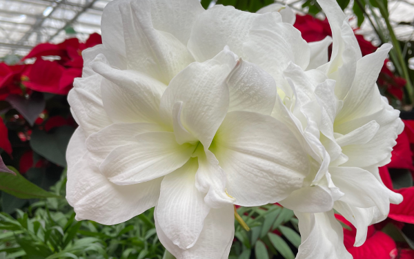 Holly Jolly Holiday Bulbs, McDonald Garden Center