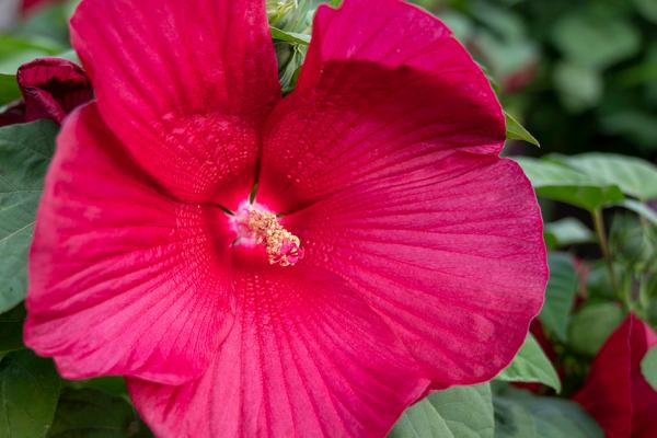 Creating a Tropical Paradise with Plants, McDonald Garden Center