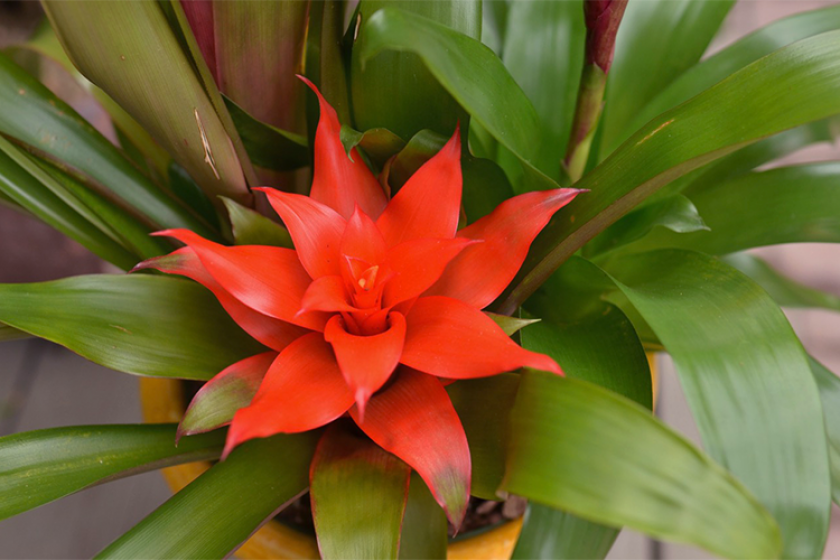 Houseplants, McDonald Garden Center