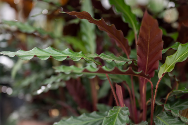 Crazy for Calatheas, McDonald Garden Center