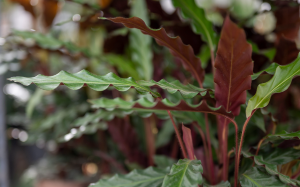 Crazy for Calatheas, McDonald Garden Center