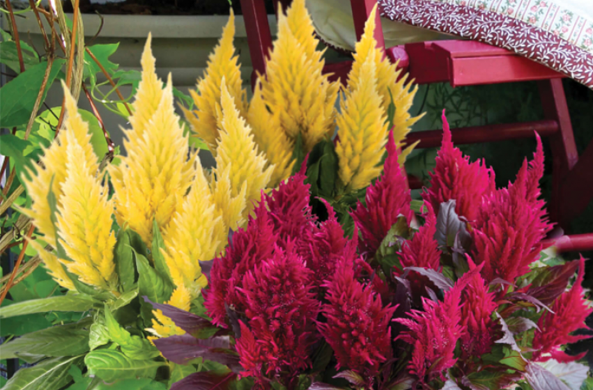 Annuals, McDonald Garden Center 