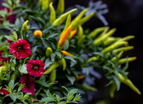 Fall Combo Planters