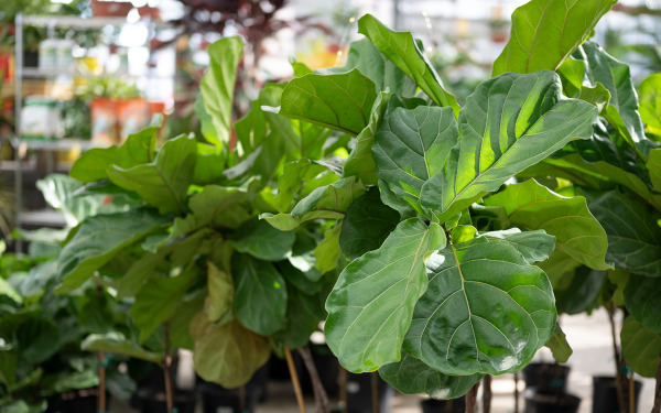 New Year, New Plants, McDonald Garden Center