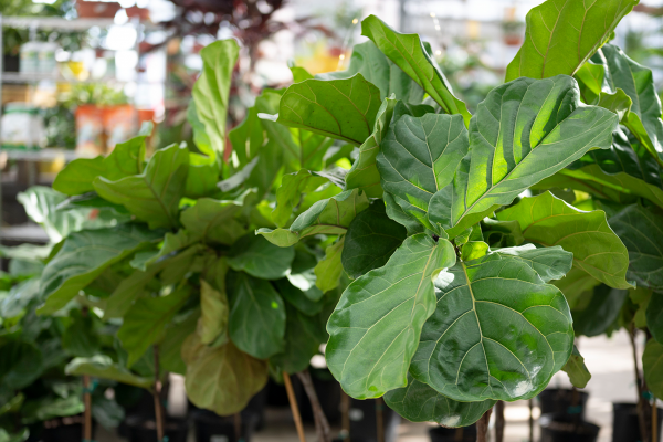 New Year, New Plants, McDonald Garden Center