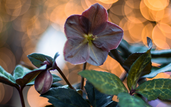 The Lenten Rose, McDonald Garden Center