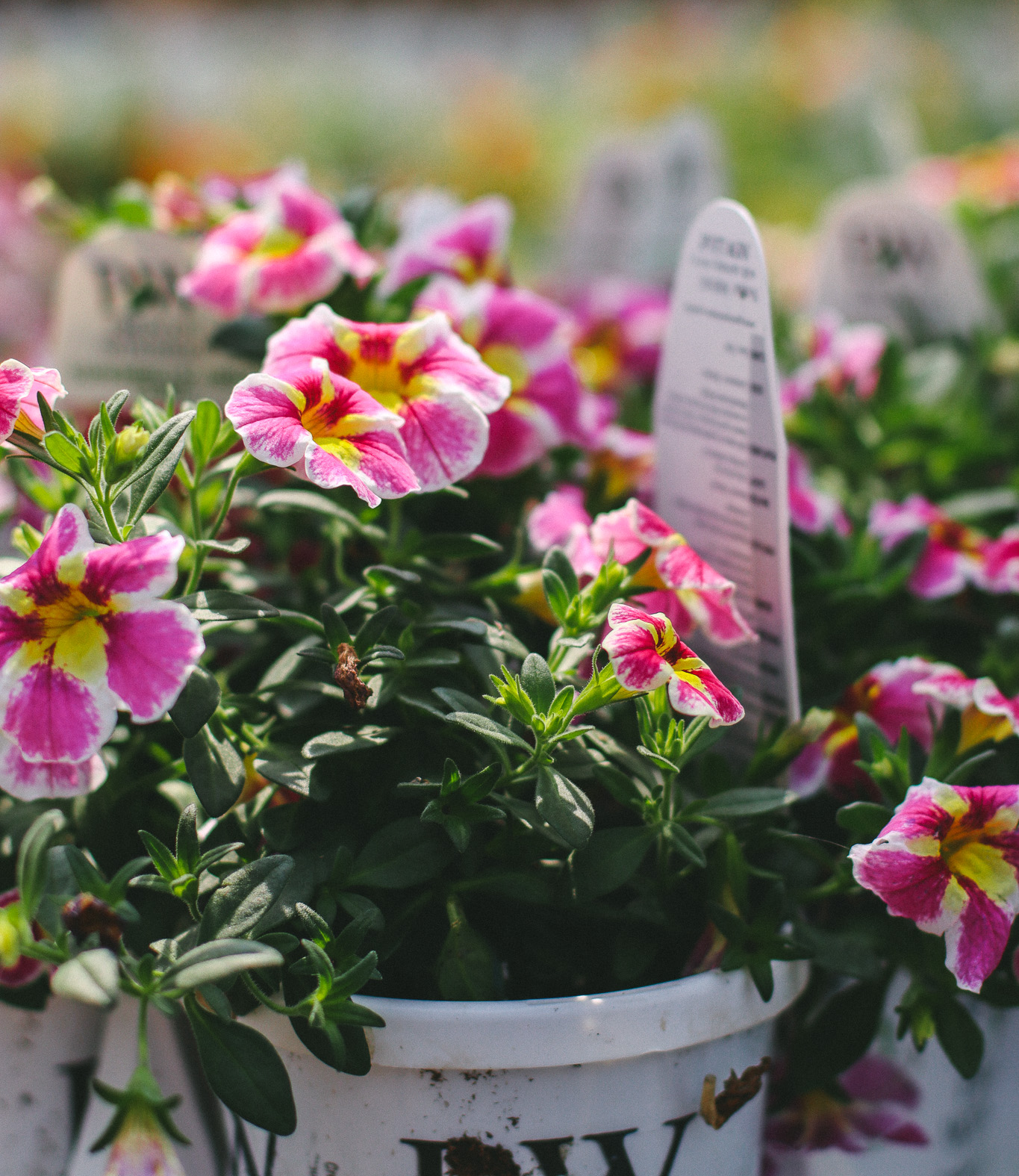 Petunias