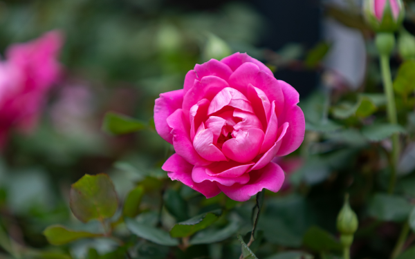 Rose Gardening 101, McDonald Garden Center