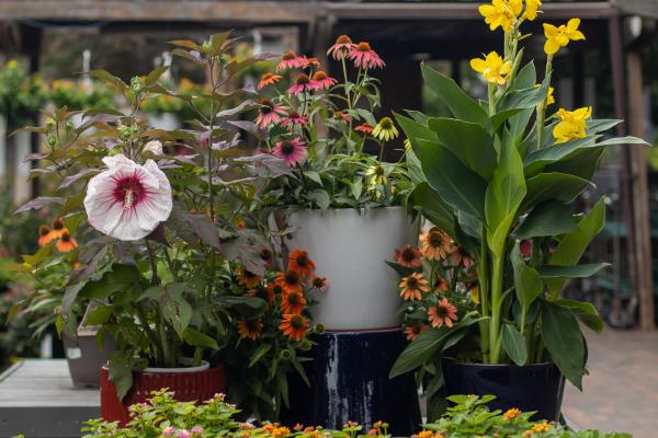 The Plant Olympics, McDonald Garden Center