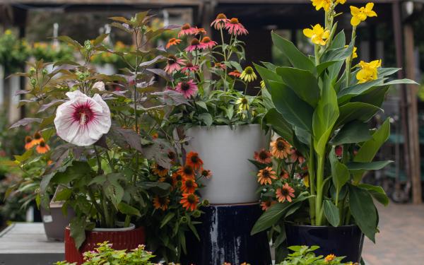 The Plant Olympics, McDonald Garden Center