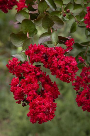 Dynamite Crepe Myrtle