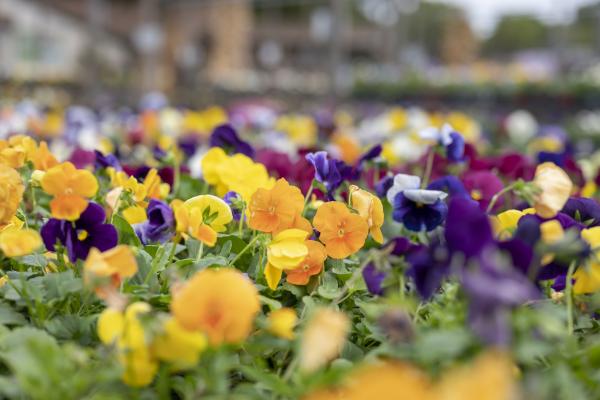 7 Best Ways to Use Pansies this Fall, McDonald 