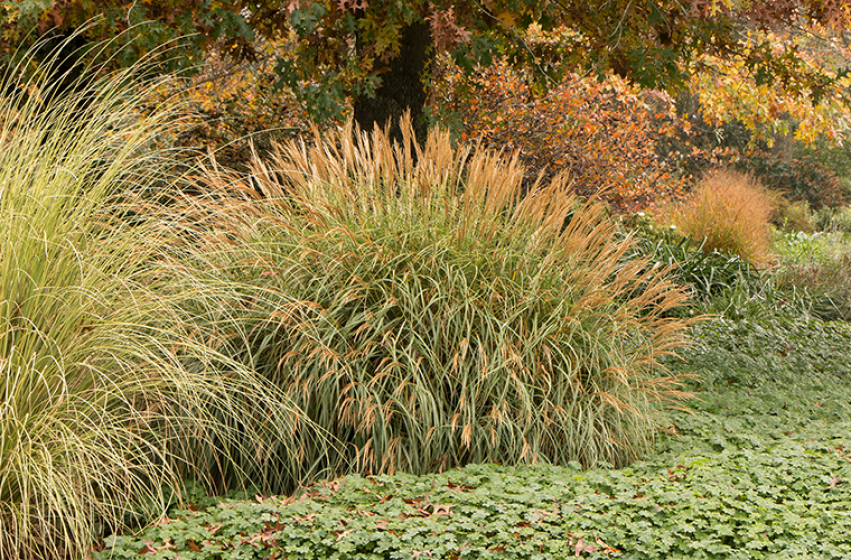 Perennials, McDonald Garden Center 