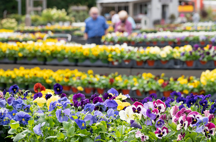 Pansies