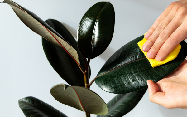  Solutions for the Top 5 Most Common Houseplant Pests, McDonald Garden Center