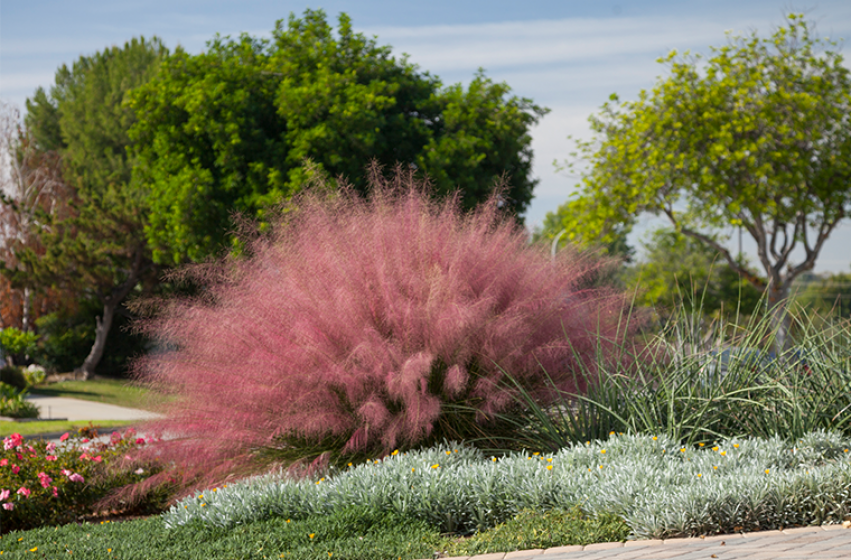 Perennials, McDonald Garden Center 