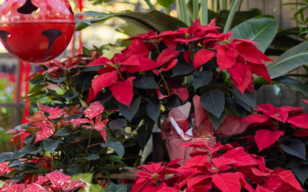  Our Top 5 Poinsettias of the Season