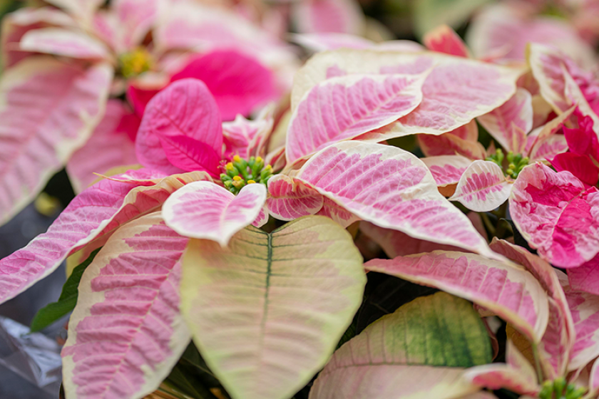 Holiday Plants, McDonald Garden Center