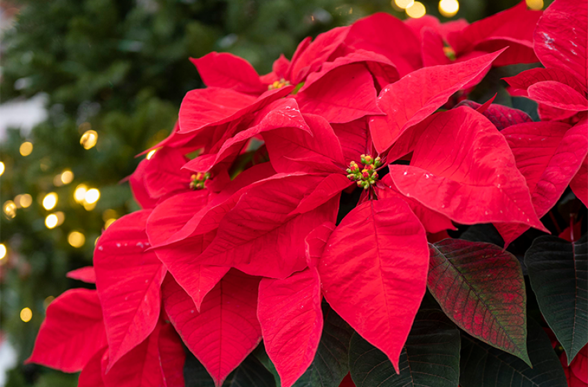 Holiday Houseplants, McDonald Garden Center 