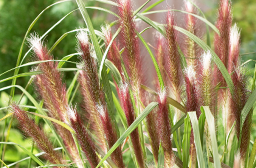 Perennials, McDonald Garden Center 