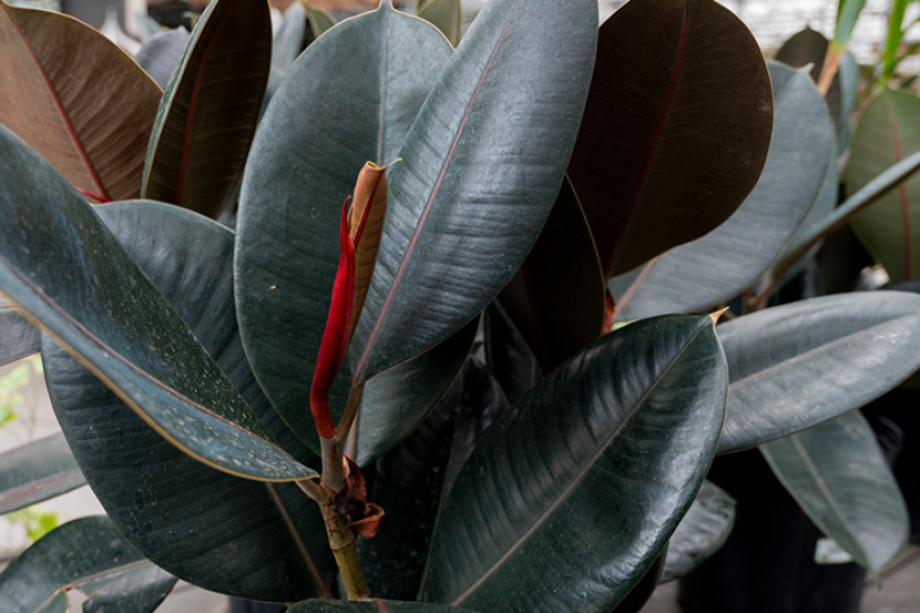 Rubber Plant (ficus elastica)