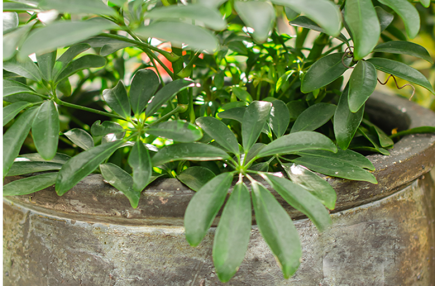 Houseplants, McDonald Garden Center