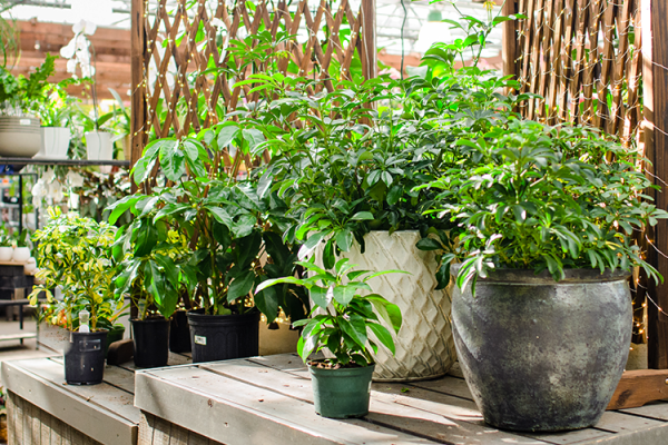 Houseplants, McDonald Garden Center