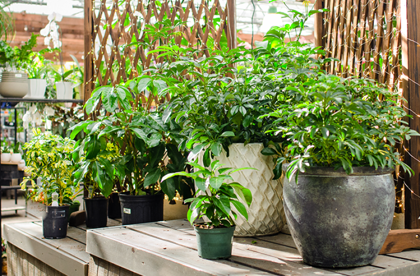 Houseplants, McDonald Garden Center