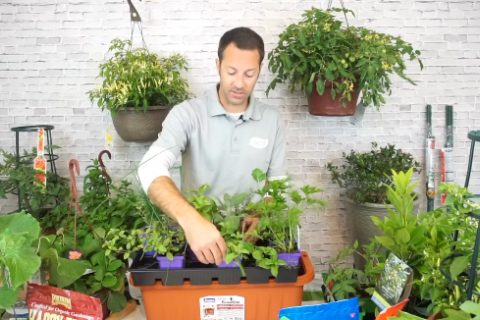 the garden guru planting veggies