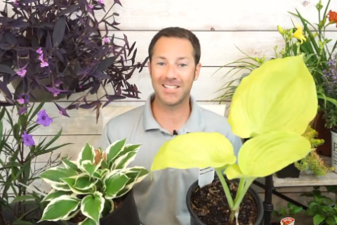 Mike Westphal showing perennials