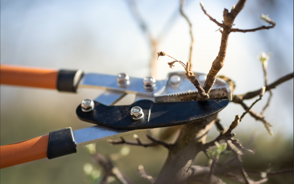 Prune and Groom - How To Make Your Shrubs Stand Out, McDonald Garden Center