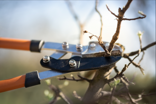 Prune and Groom - How To Make Your Shrubs Stand Out, McDonald Garden Center