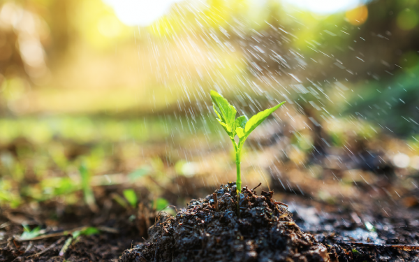 How to Celebrate Earth Day Through Gardening