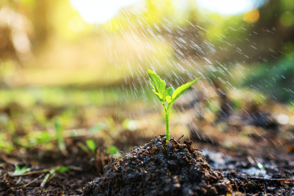 How to Celebrate Earth Day Through Gardening