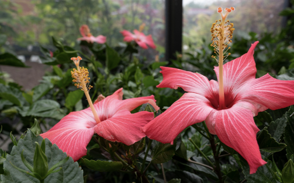 Everything You Need to Know About Tropical Hibiscus, McDonald Garden Center