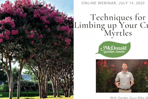 Techniques for Limbing Up Your Crepe Myrtles, McDonald Garden Center