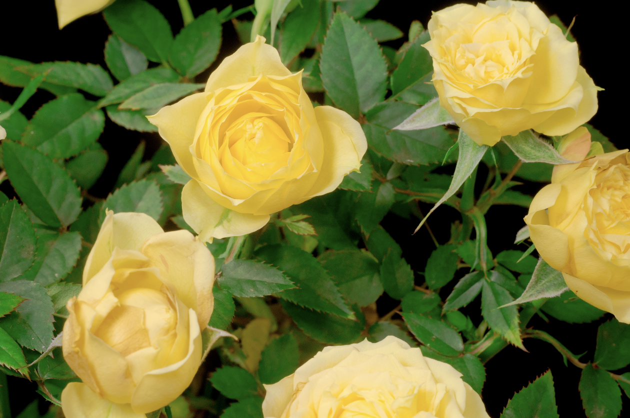 Sunsprite Roses