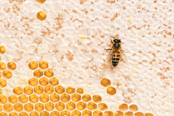 10 Things You Didn't Know About Bees