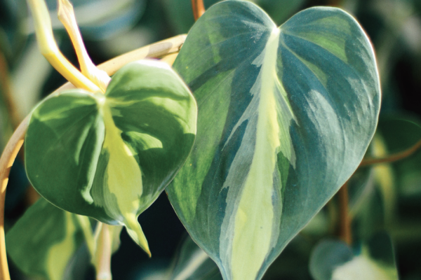 Everything You Need to Know About Philodendrons