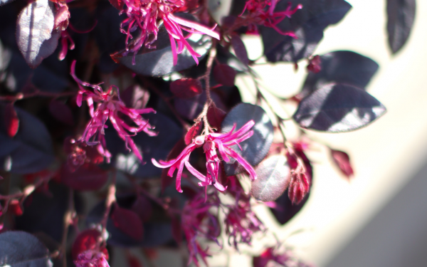 10 Spring Shrubs You Need in Your Garden