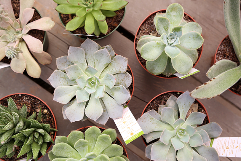 Succulents, McDonald Garden Center