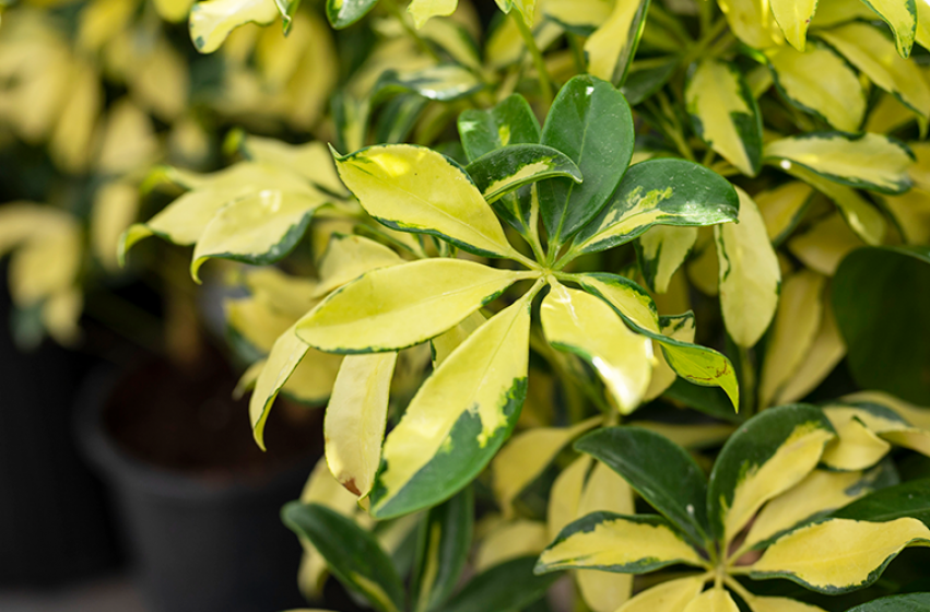 Houseplants, McDonald Garden Center