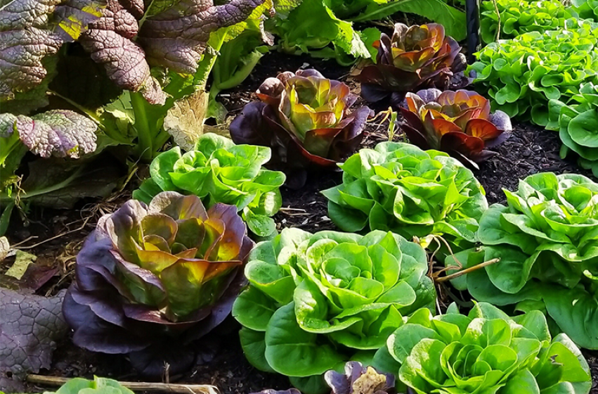 Fall Veggies