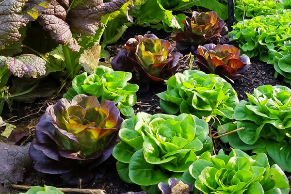 Fall Veggies