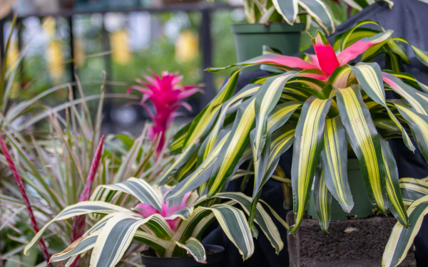 Top 5 Ways to Keep Your Plants Happy Through the Winter, McDonald Garden Center